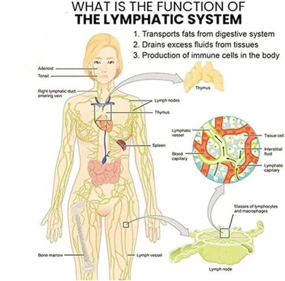 Elegance Lymphvity Magnetherapie Witte Onyx Oorbellen - Stijlvol design met gezondheidsvoordelen